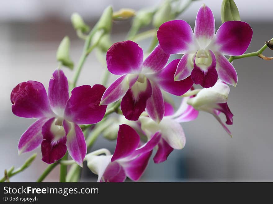 Three Pink Orchid