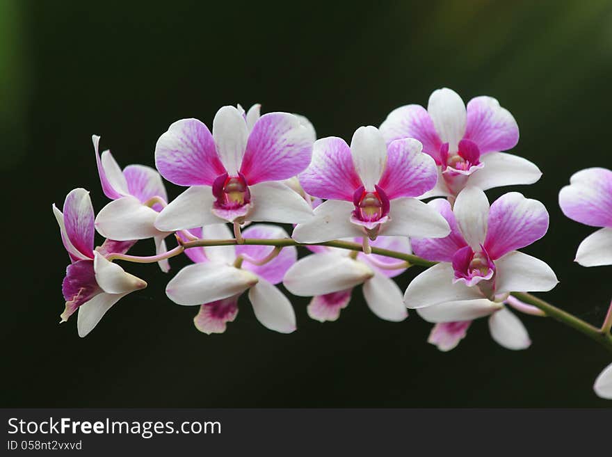 White and Pink orchid