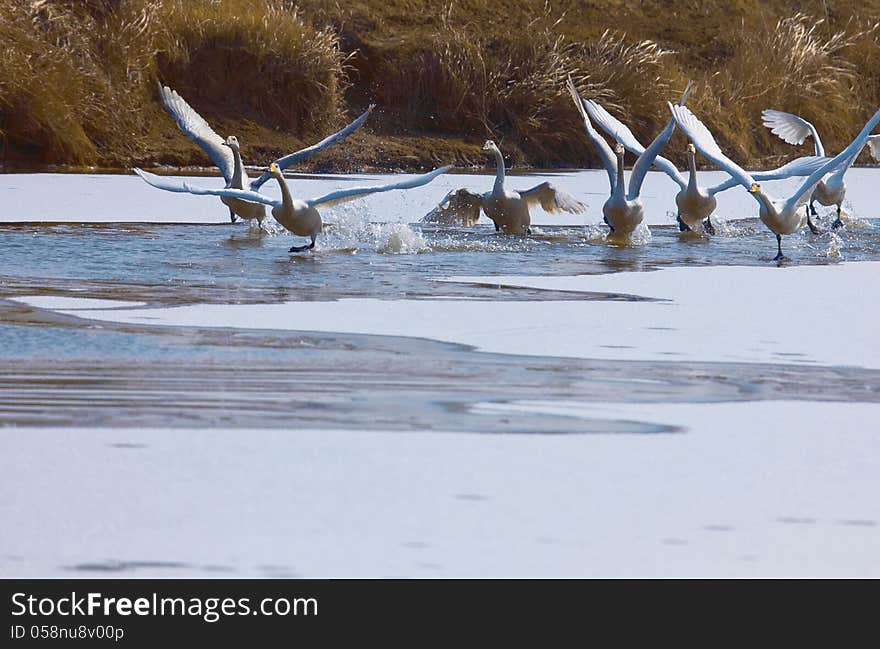 Swan lake in winter