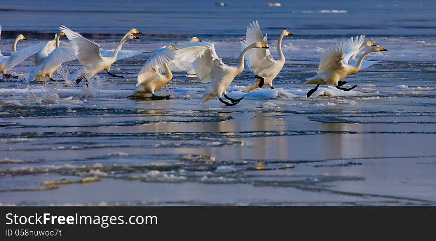 Running swans