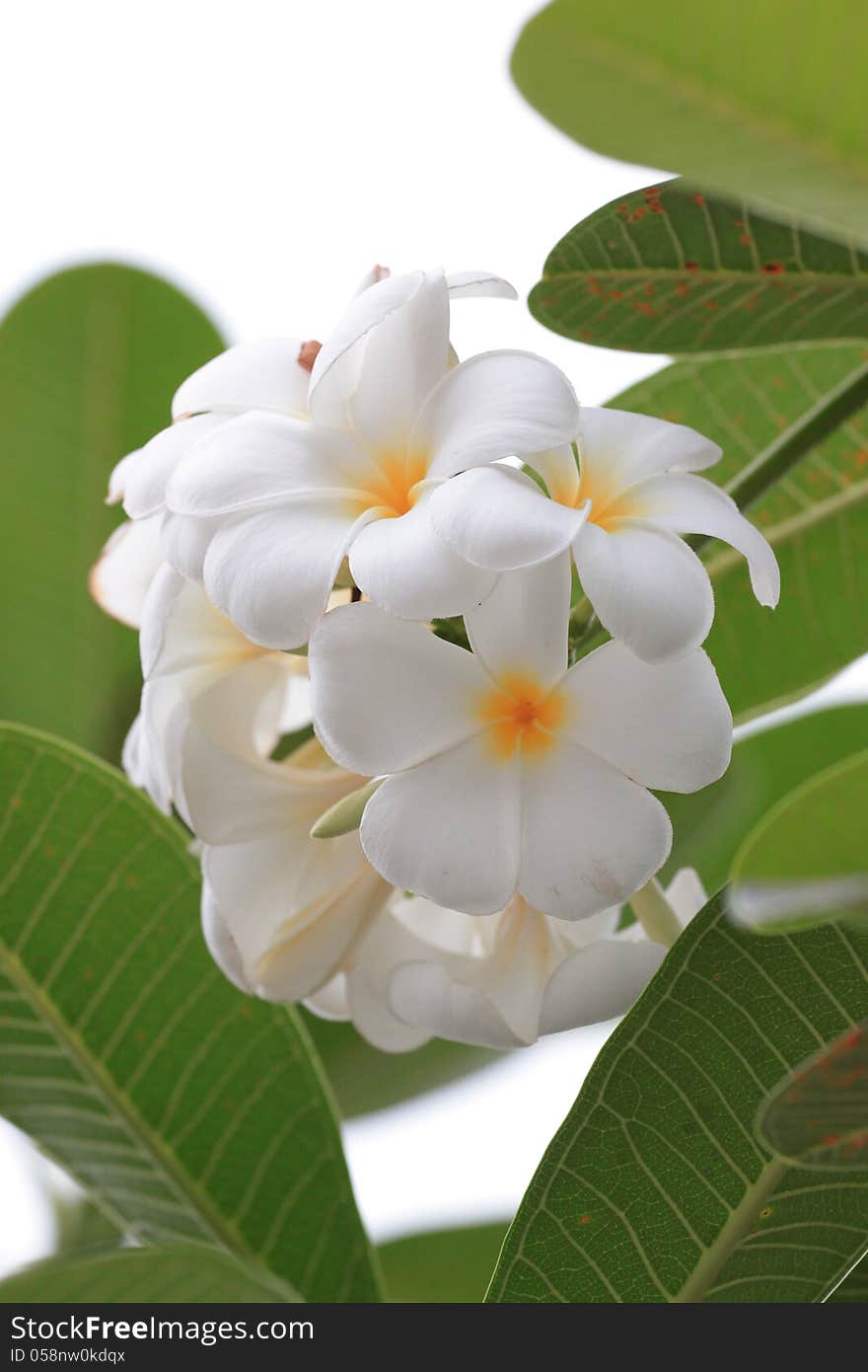 White Plumeria Flowers