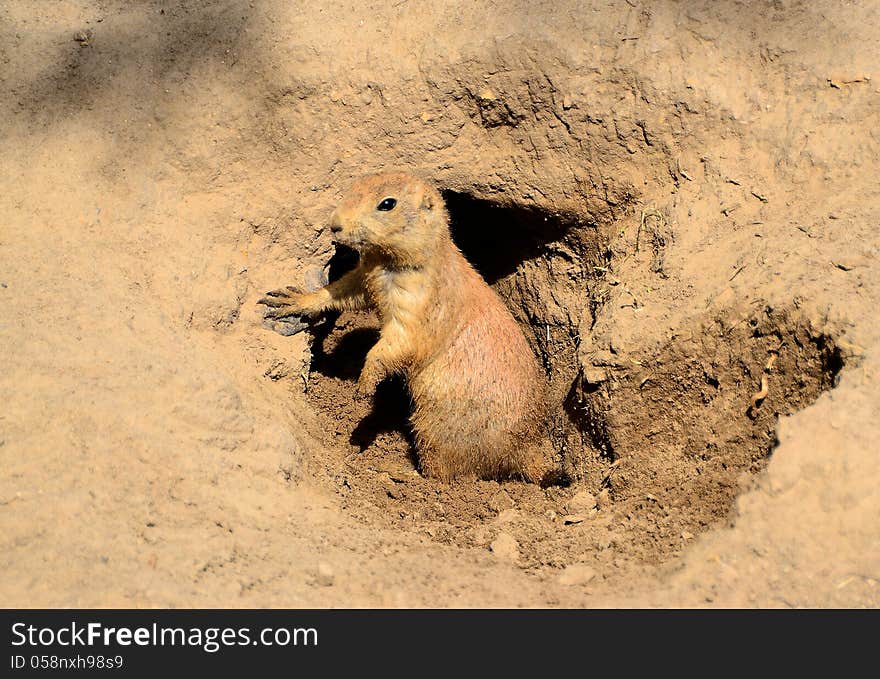 A young prairie dog looking out of its burrow