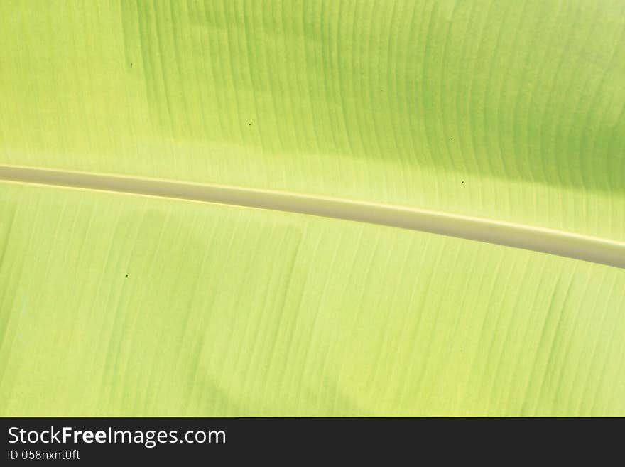 Zoom The green Banana leaf.