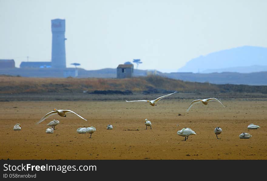 Swan protected areas in Weihai