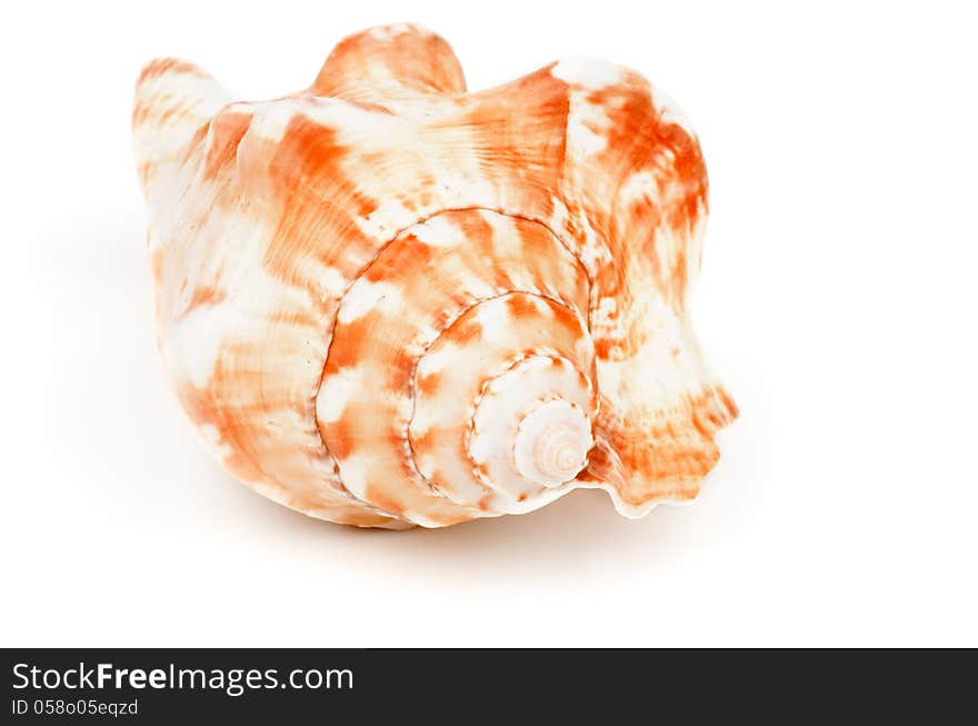 Conch Sea Shell