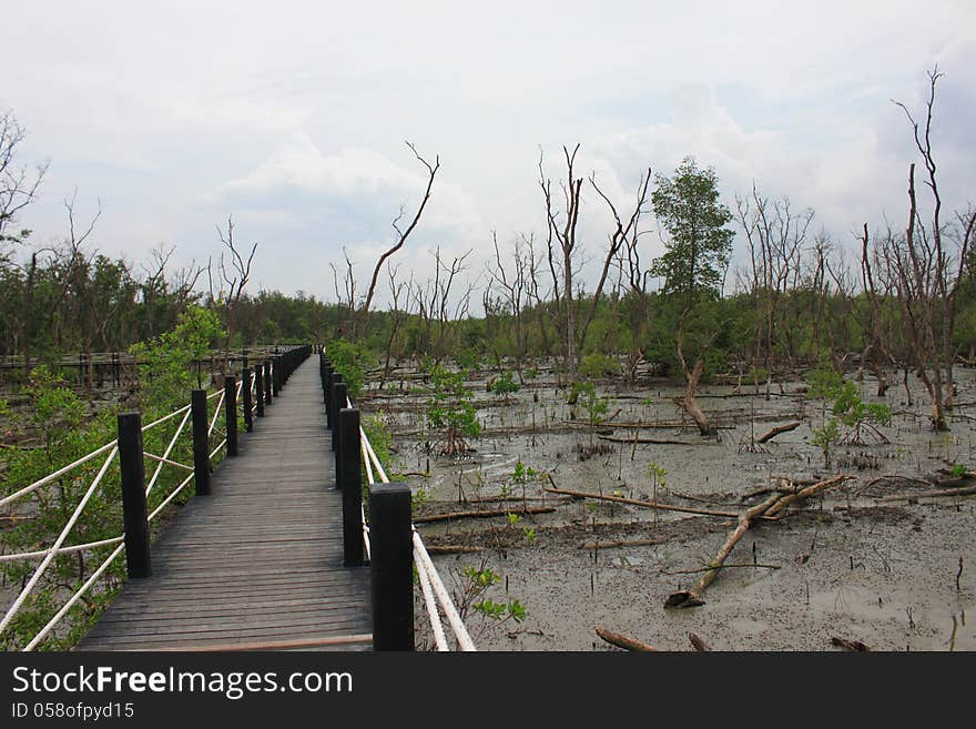 The Mangrove forest is decadent.It must be restored. The Mangrove forest is decadent.It must be restored