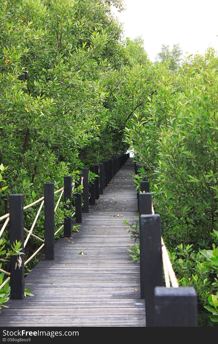 Ridge walkway go to the Mangrove forest. Ridge walkway go to the Mangrove forest.