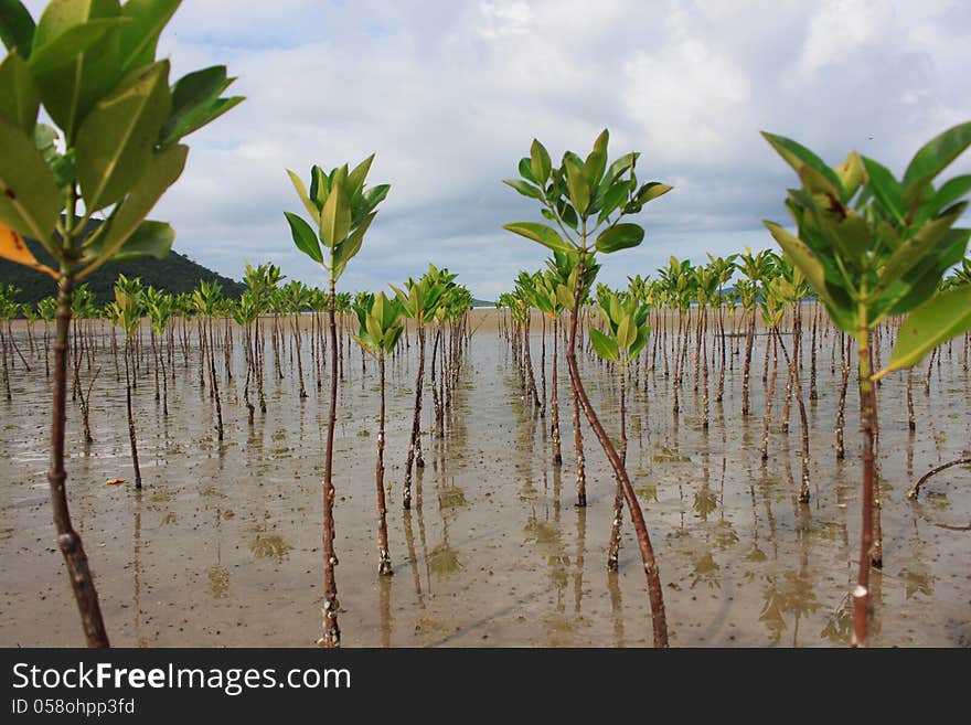 Many Of Mangrove Forest