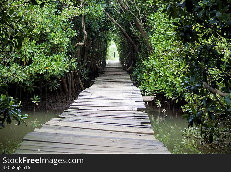 A wooden walkway leads into a forest, covered area of a swamp with water visible in the foreground. A wooden walkway leads into a forest, covered area of a swamp with water visible in the foreground.