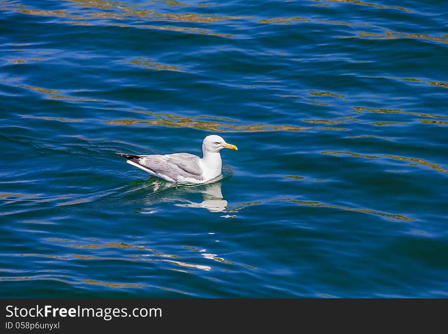 A swimming Gull in Saint-Laurent river, Quebec, Canada