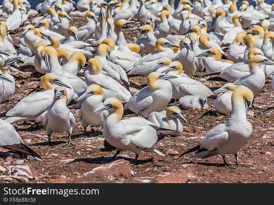 Northern Gannet Colony on Bonaventure Island, Quebec, Canada