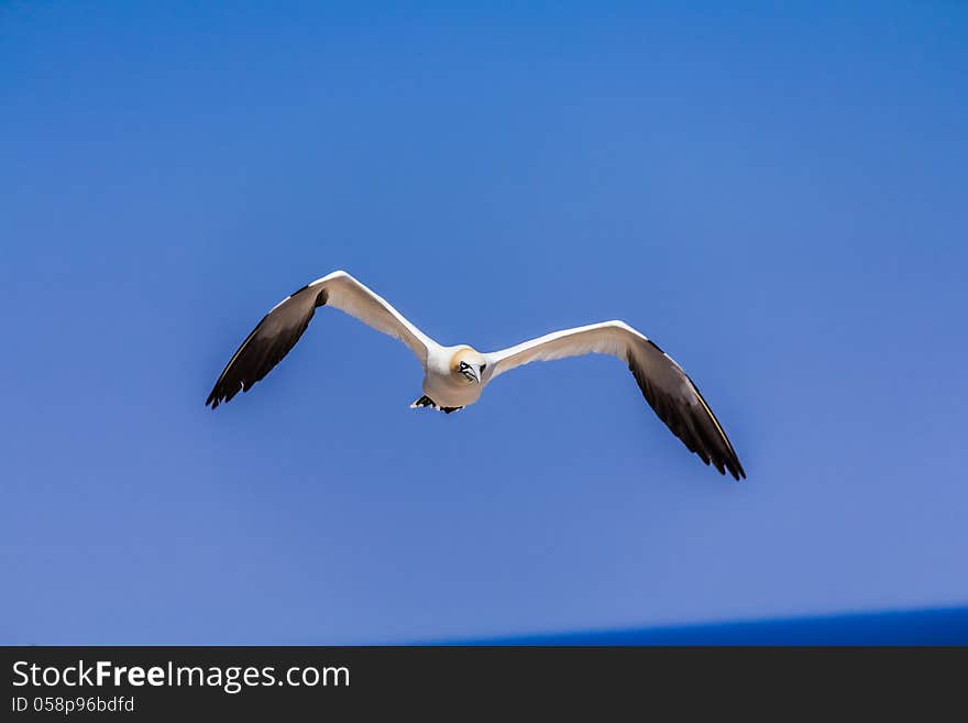 Northern Gannet Colony on Bonaventure Island, Quebec, Canada