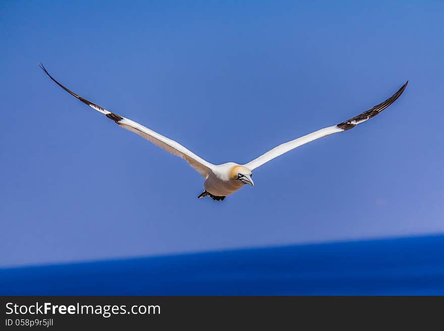 Northern Gannet Colony on Bonaventure Island, Quebec, Canada