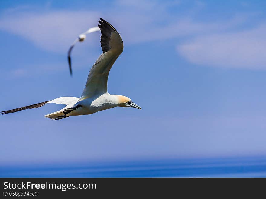 Northern Gannet Colony on Bonaventure Island, Quebec, Canada