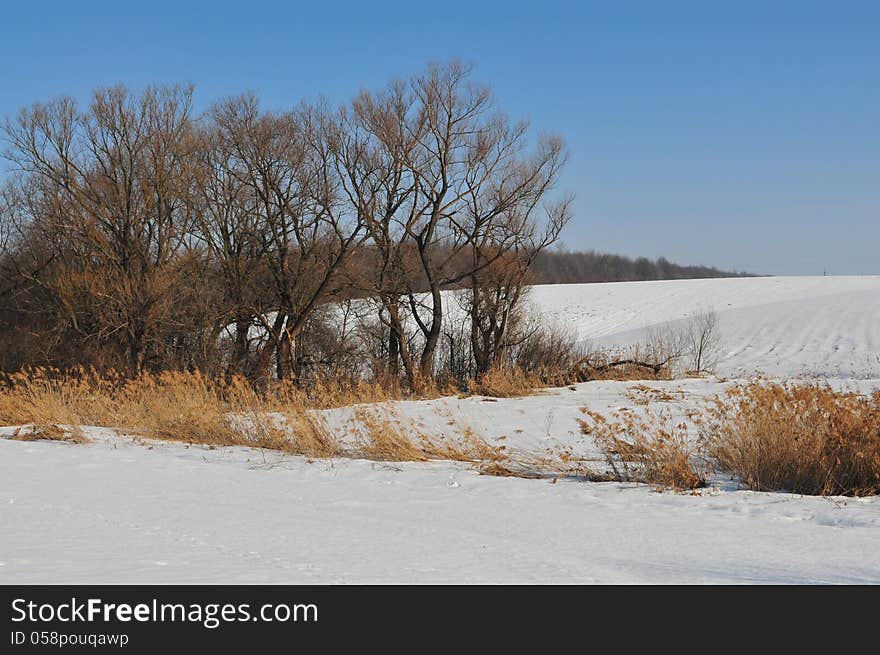 Winter landscape