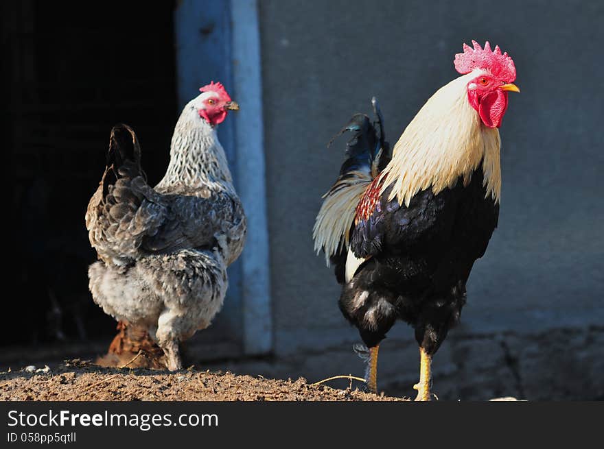 Cock and hen on a barnyard