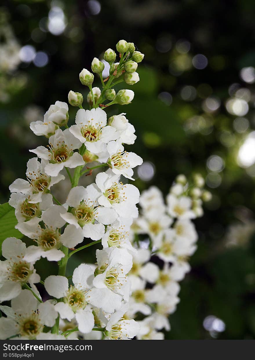 Bird-cherry Tree Flowers