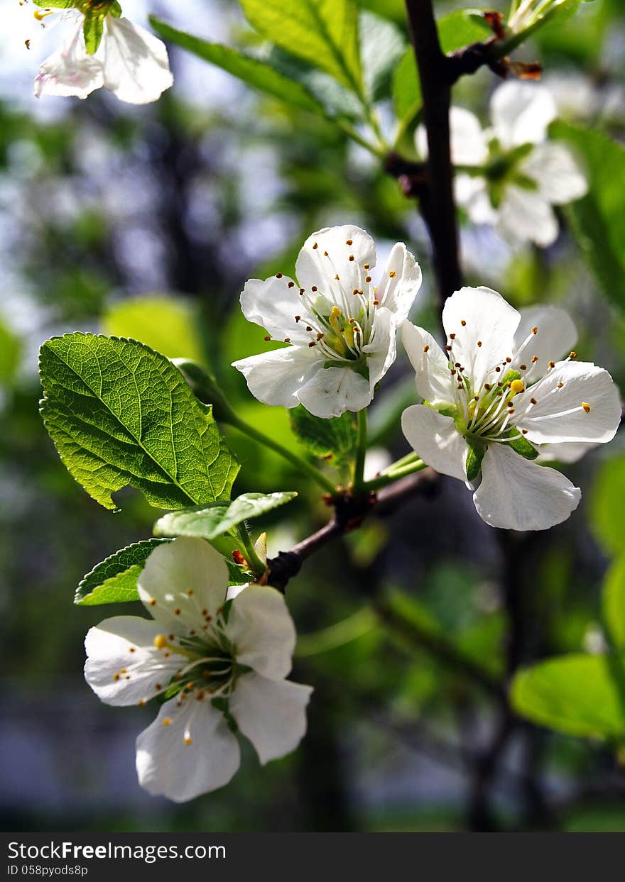 Close up of a plum blossom flower