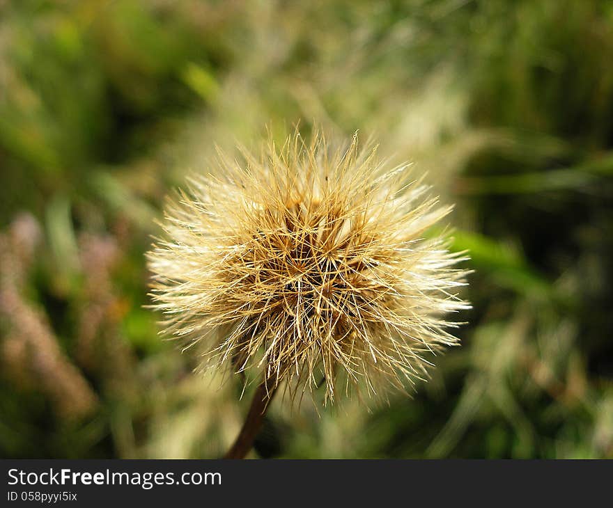 Dandelion blowball on greed grass background