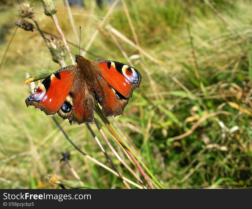 Beautiful butterfly, sitting on a leaf in its natural environment