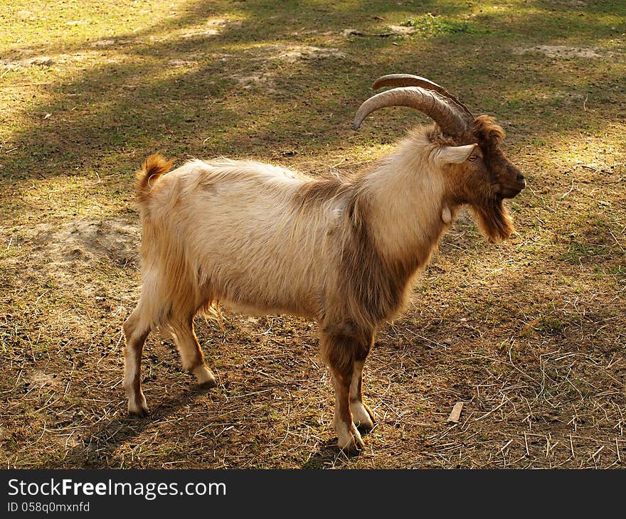 Portrait of goat in the field