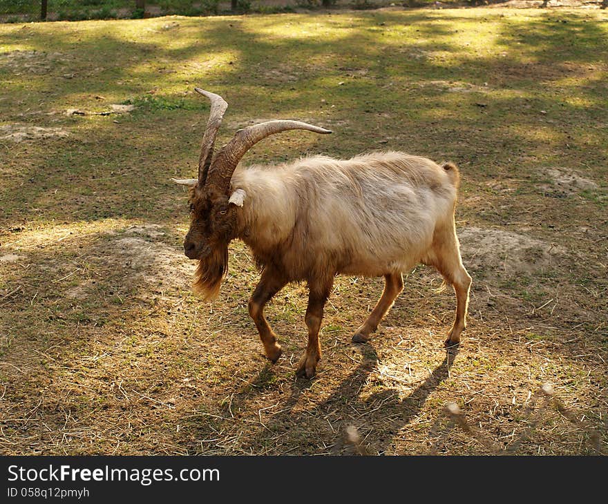 Portrait of goat in the field