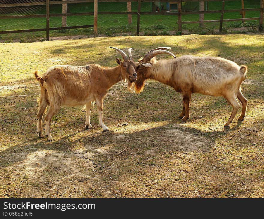 Two goats in the field