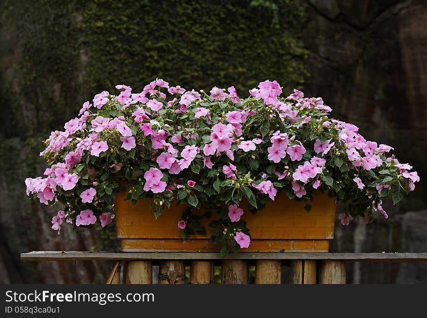 Potted flowers