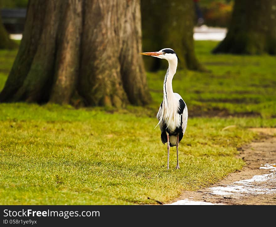 Bird walking in the park