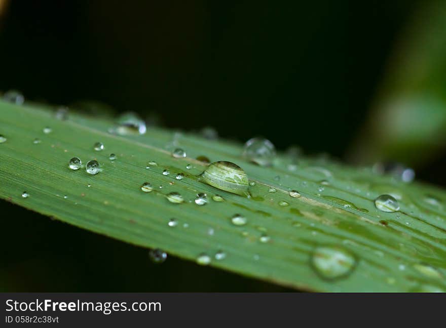 Rain drops on a leaf