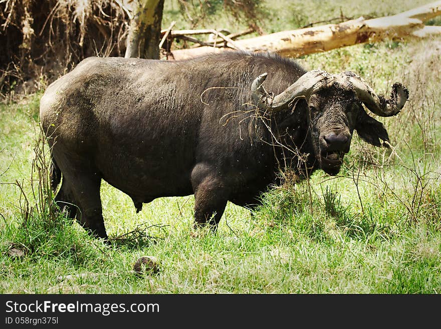 African buffalo standing in the grass