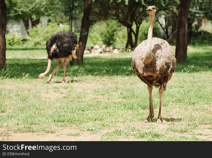 Male And Female Ostrich