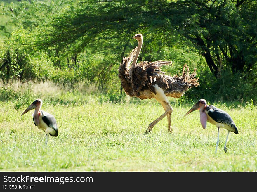 Female ostrich with two marabous