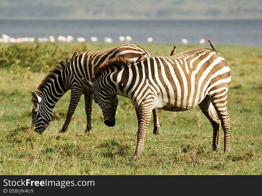 Two zebras and some oxpeckers on a grass field in Lake Nakuru, Kenya. Two zebras and some oxpeckers on a grass field in Lake Nakuru, Kenya