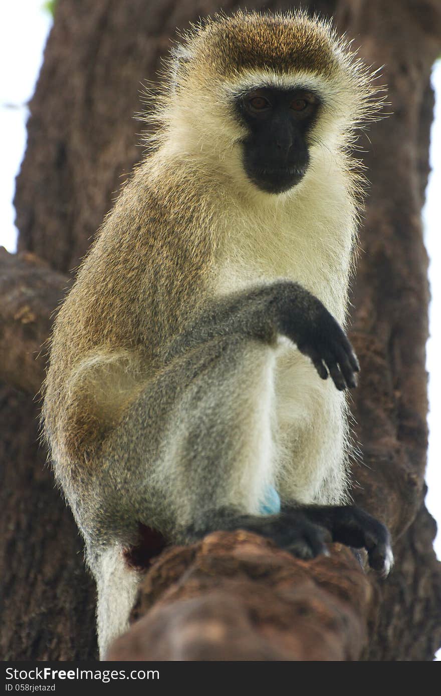 Vervet monkey on a tree branch