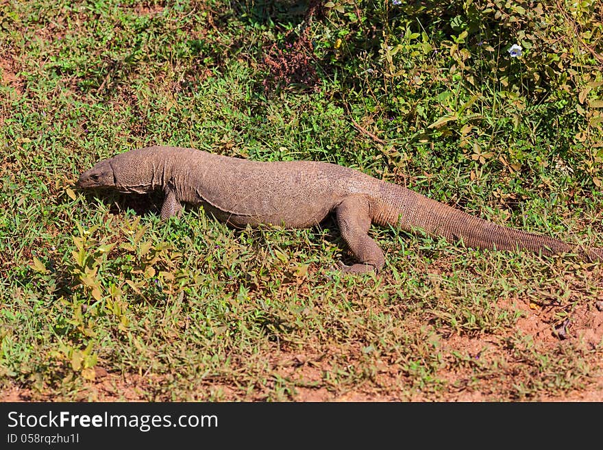 Large Varanus komodoensis walking in the national park Yala, Sri Lanka