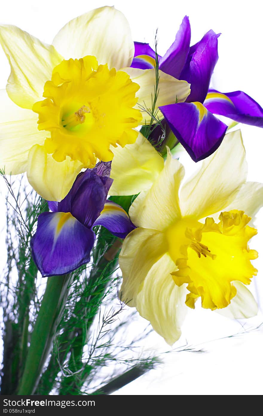 Bouquet of narcissus and iris