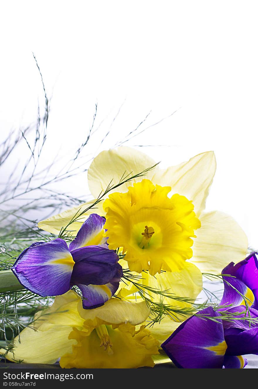 Narcissus with green foliage and a violet iris flower isolated against white