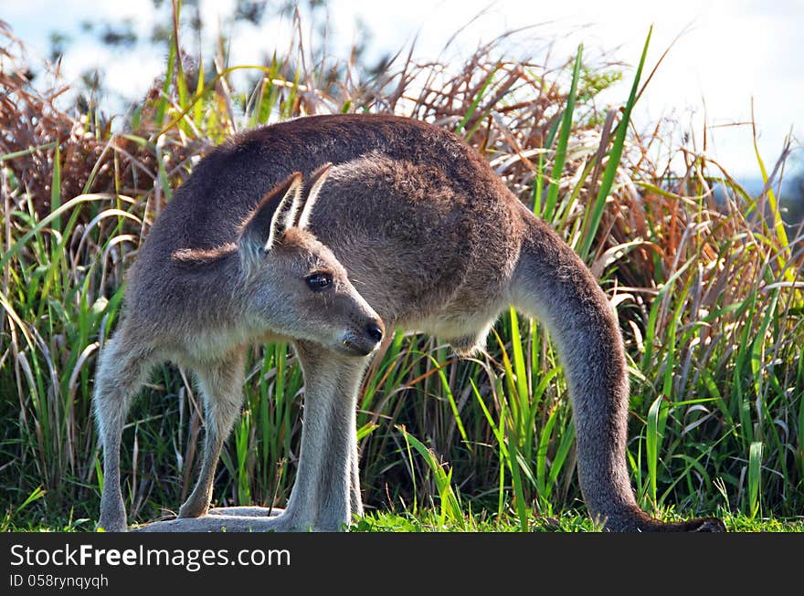 A close up photograph of a native Australian small kangaroo that is wild and free in the bushland of Stradbroke Island, Queensland, Australia. The kangaroo is a favorite of the creatures of the wildlife of Australia. A close up photograph of a native Australian small kangaroo that is wild and free in the bushland of Stradbroke Island, Queensland, Australia. The kangaroo is a favorite of the creatures of the wildlife of Australia.