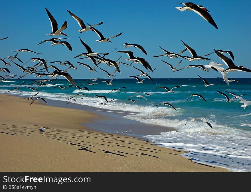 Terns on the Florida coast...with shadows on the sand...and beautiful sky with ocean waves. Terns on the Florida coast...with shadows on the sand...and beautiful sky with ocean waves.