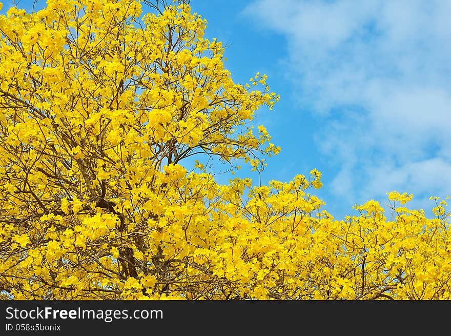 Yellow flowers bloom in spring