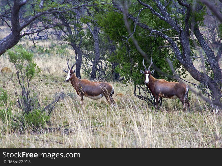 Kudu in South African bush