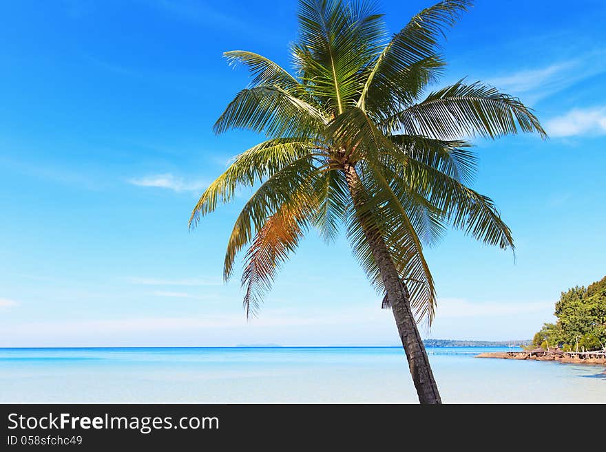 Coconut tree on the background of the sea. Beautiful sea landscape. Coconut tree on the background of the sea. Beautiful sea landscape.