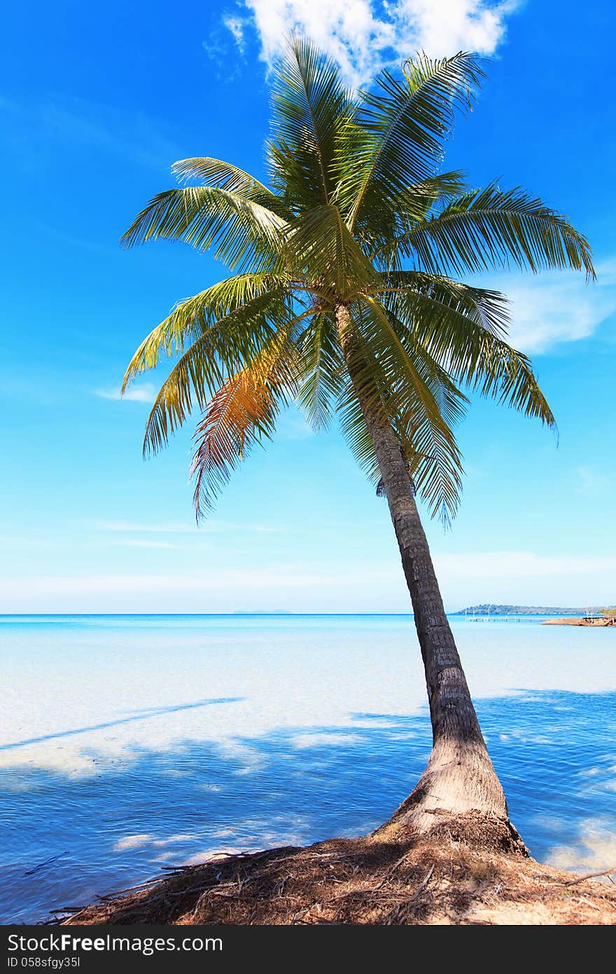 Coconut tree on the background of the sea. Beautiful sea landscape. Coconut tree on the background of the sea. Beautiful sea landscape.