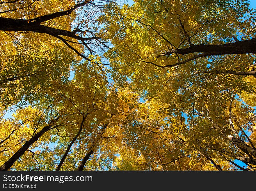 Fall colours and blue sky