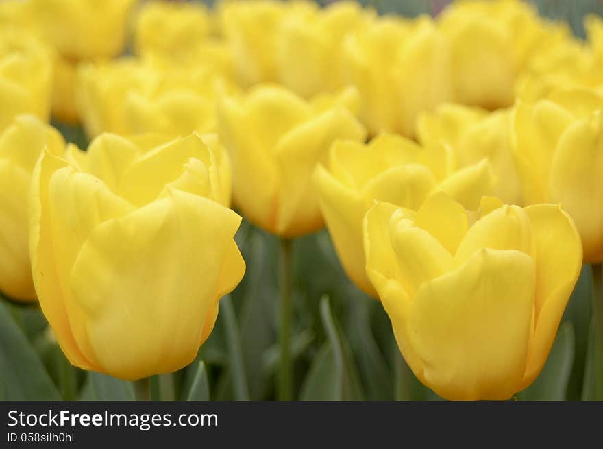 Yellow tulipsin the Keukenhof