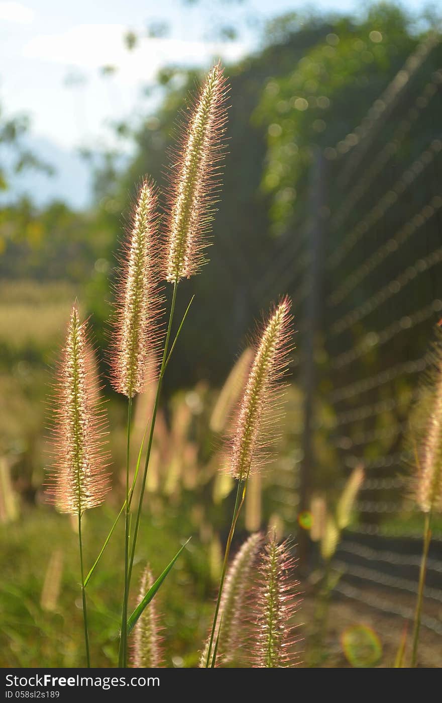 Farm at Maejo University in Northern Thailand. Farm at Maejo University in Northern Thailand