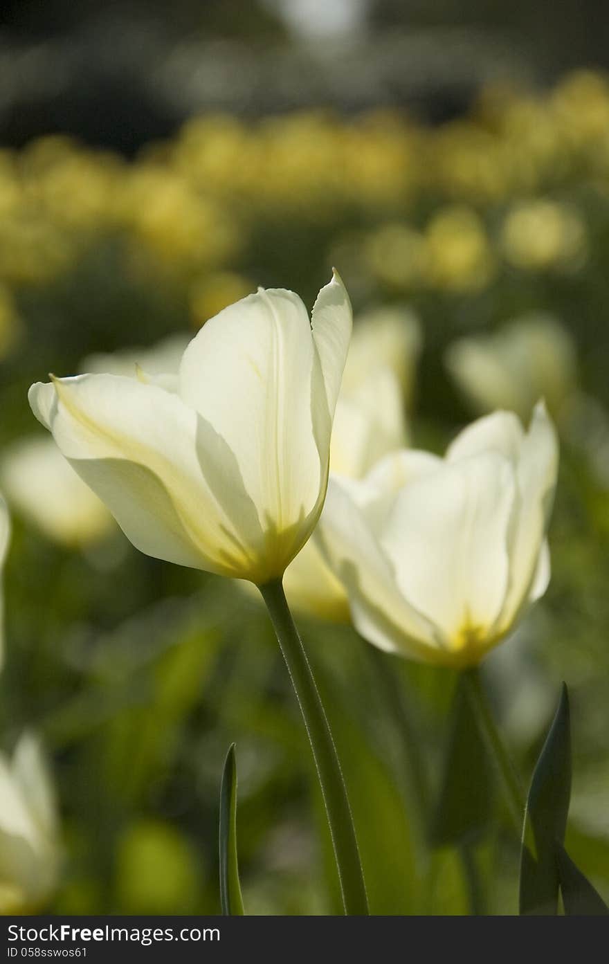 White tulips in a field of daffodills