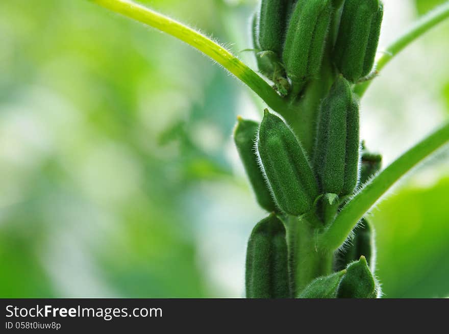 Sesame seed flower