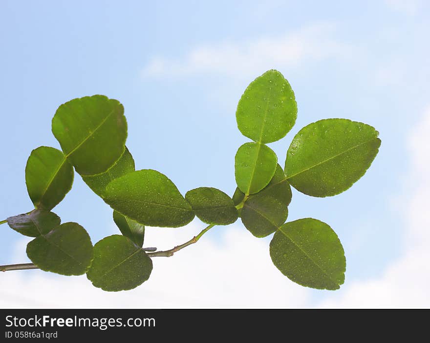 Kaffir Lime or Bergamot leaves on blue sky background.